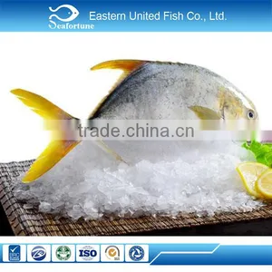 China Seafood Wholesale Health Iqf Chinese Pomfret thumbnail-1