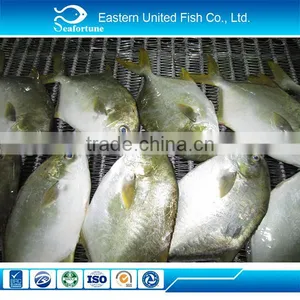IQF Frozen Whole Round Golden Pomfret Fish thumbnail-2