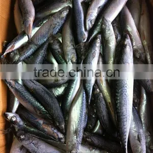 Fresh Frozen Bonito on Sale thumbnail-1