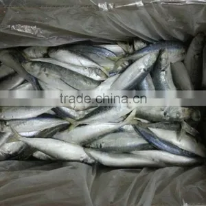 Price Fresh Prawns Horse Mackerel thumbnail-1