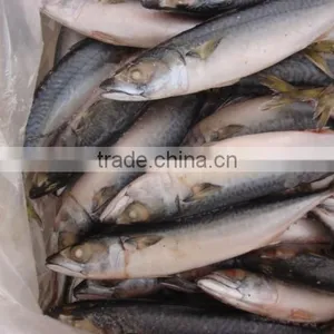 Whole Round Frozen Pacific Mackerel150-200g thumbnail-3