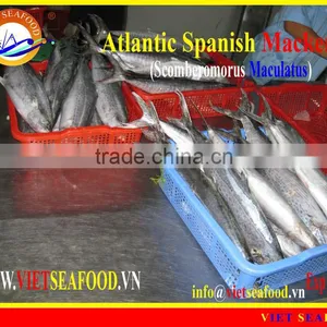 FROZEN W/R ATLANTIC SPANISH MACKEREL thumbnail-1