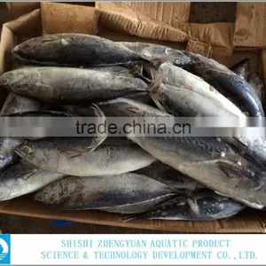 FROZEN BONITO TUNA WHOLE ROUND thumbnail-3