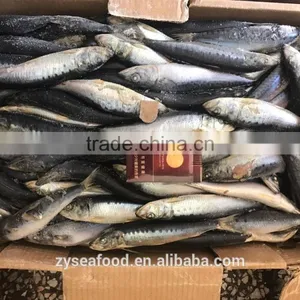 Bulk Frozen Headless Gutted HGT Sardine thumbnail-3