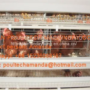 Chicken Farming A Type Battery Hen Chicken Cage & Laying Egg Chicken Coop With Automatic Chicken Cage for 120 Birds in Shed thumbnail-1