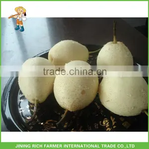 Sweet Ya Pear From China thumbnail-1