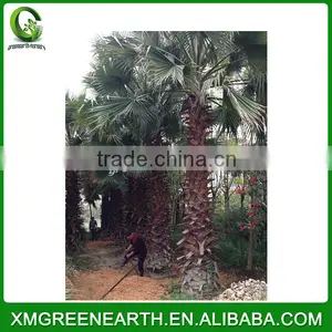 Washingtonia Robusta Palms Trunk 5-6m thumbnail-1