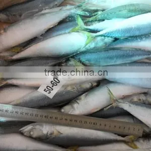 High Quality WR Frozen Pacific Mackerel Fish 160-200g thumbnail-1