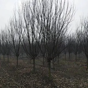 Prices of Sichuan North American Crabapples, Quotation List From the Base, Manufacturers and Wholesalers thumbnail-4