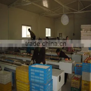 Mango Washing and Grading Machine thumbnail-2