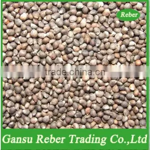 Brown Perilla Seeds thumbnail-1