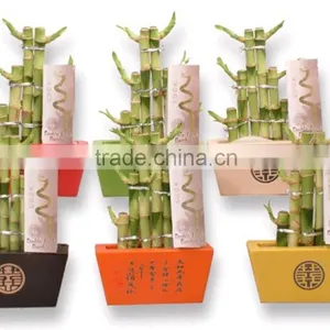 Tier Step Stair Lucky Bamboo Air Bonsai Tree Dracaena Sanderiana Indoor Ornamental Aquatic Plants Nursery Garden Decoration thumbnail-3
