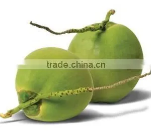 Fresh Green Tender Coconut thumbnail-1