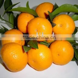 Orange thumbnail-1
