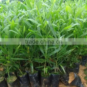 Acacia Confusa Seedling thumbnail-2