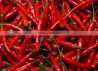 Red Chilli Drying Machine thumbnail-1