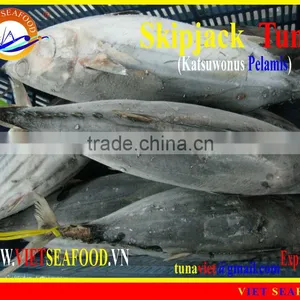 FROZEN WHOLE ROUND SKIPJACK TUNA thumbnail-1