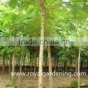 Delonix Regia thumbnail-1