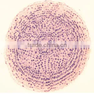 Plant Root Slides , Plant Root Tip Slides , Root Slides of Botany, Root Slides of Root thumbnail-1