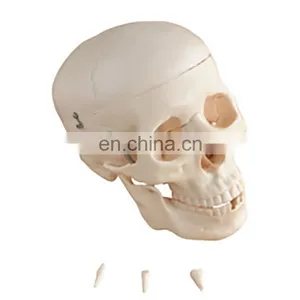 Factory Made MKR-104C Medical Anatomical Skull Model With Colored Bones thumbnail-2