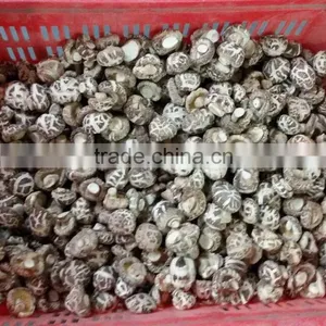 White Flower Dry Mushroom With FDA thumbnail-3