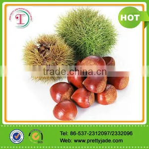 2014 Good Chinese Fresh Chestnut thumbnail-1