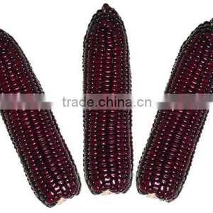 Steamed/Blanched IQF Frozen Waxy Purple Corn Purple Color thumbnail-1