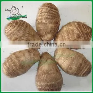 New Fresh Taro/Natural Taro/new Crop Chinese Taro thumbnail-1