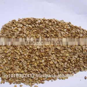 Coriander Splits thumbnail-3