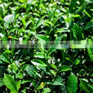 High Quality Tea and Compitive Price Green Tea SP2 thumbnail-6