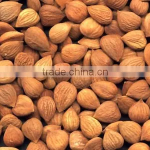 Apricot Kernel thumbnail-2
