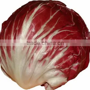 Radicchio thumbnail-1