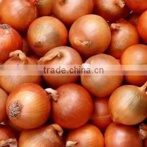 Yellow Greenfarm Fresh Onions thumbnail-1