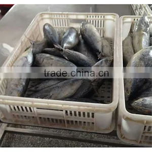 Wholesale Bonito Fish With Good Prices thumbnail-1