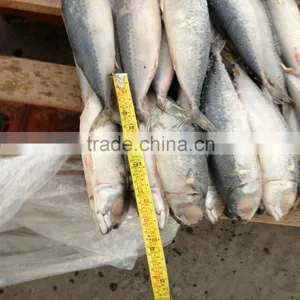 Pacific August Newly Caught Scomber-Japonicus China Origin thumbnail-1