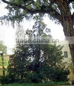 Taxus Baccata Plant thumbnail-1