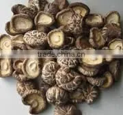 Lentinusedodes (Shiitake) Polysaccharide thumbnail-1