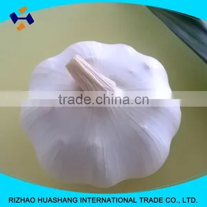 Red Garlic Size5.0cm thumbnail-1