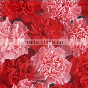 20 Pcs/ Bundle Fresh Carnation Fragrant Carnation Flower High Quality thumbnail-4