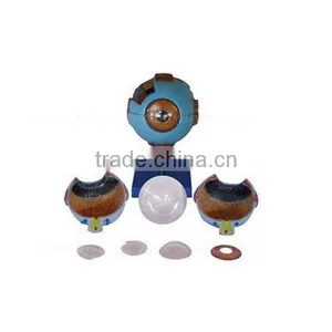 Vivid 6 Times Anatomical Organs Human Eye Model thumbnail-2