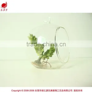 New Art Succulents Mini Succulent Glass Pot Succulent thumbnail-2