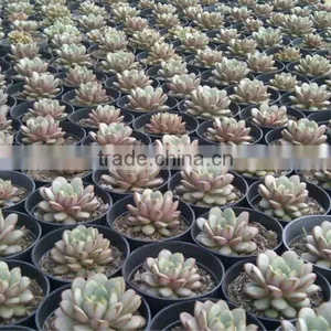 Graptoveria Amethorum thumbnail-1