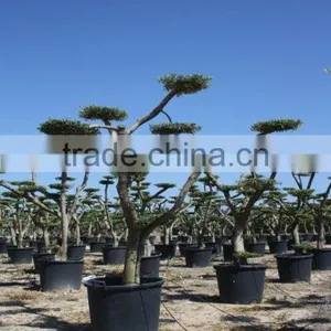 Olea Europaea "Pompon" Large Young Skin Trunk thumbnail-2