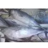Chilled/Fresh Tuna thumbnail-1