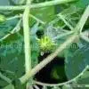 Tribulus Terrestris Extract thumbnail-1