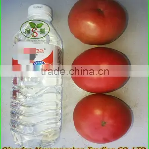 (NEW) 2015 RED TOMATO/ Tomato Fresh thumbnail-3