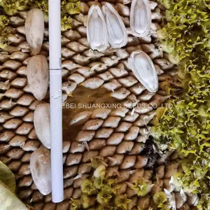 S1312 Hebei Shuangxing White Color Planting Sunflower Seeds thumbnail-3