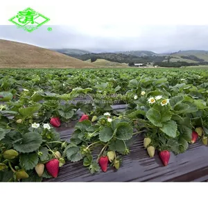 Plastic Mulch Film for Strawberry Planting thumbnail-1