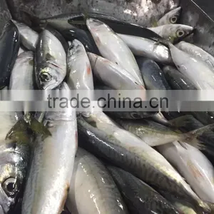 Canned Mackerel Manufacturers thumbnail-1