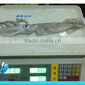 Frozen Whole Illex Squid thumbnail-1